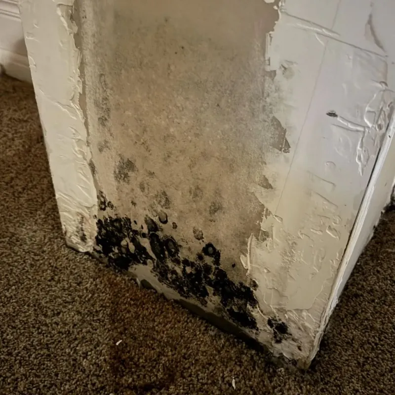 Professional Mold Removal in Marysville, OH